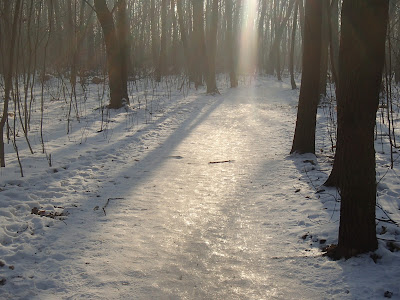 grzyby w styczniu, grzyby nadrzewne, spacer w zimie, zimowy las, smog w Krakowie