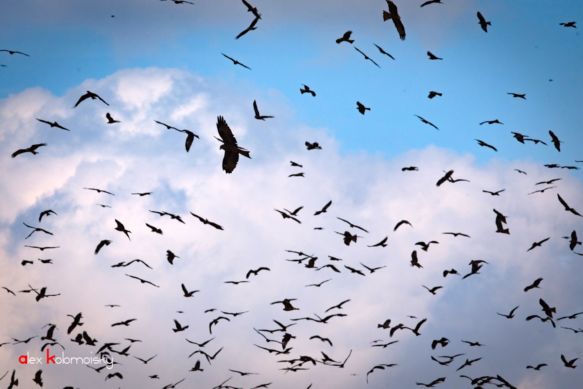 Песня тысячи птиц надо мною. 1000 Птиц. Прилет Скворцов в небе. Сила тысячи птиц.