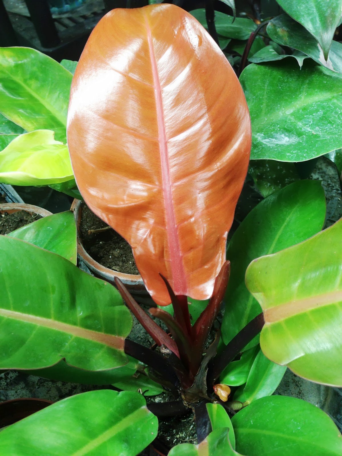 Prince Of Orange Philodendron