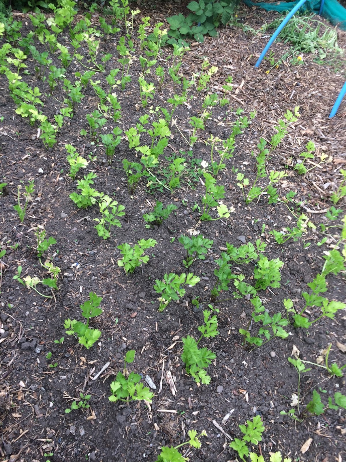 Allotment Garden 2017