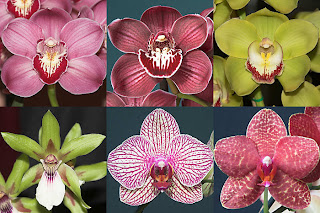  bunga anggerik  orchid My LiFe FuLL of MeMoRy