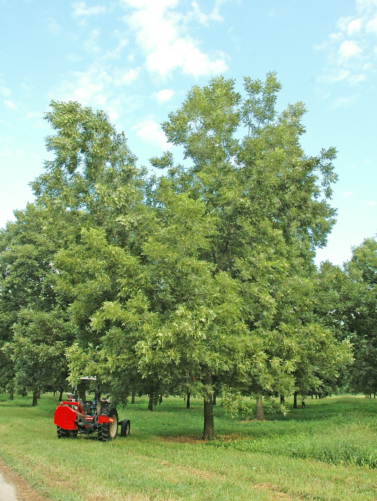 Northern Pecans Midsummer tree shaking to improve kernel quality