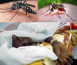 Mosquitoes are one of the deadliest animals in the world. Zika, dengue, chikungunya, and yellow fever are all transmitted to humans by the Aedes aegypti mosquito.