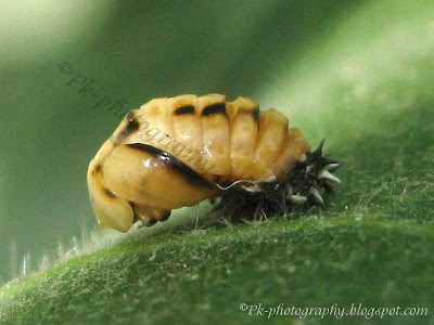 Ladybug Pupa