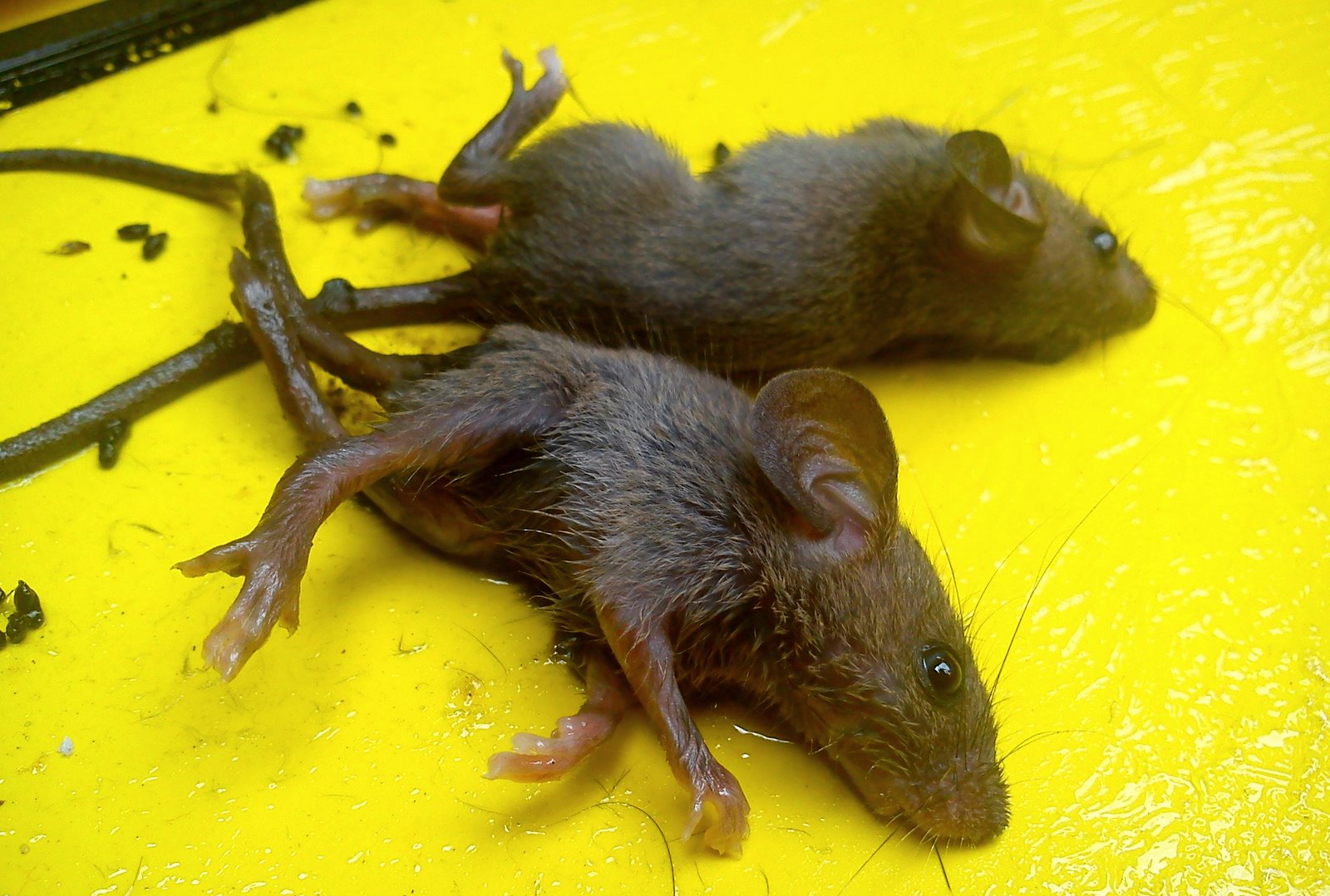 How to get rid of mice