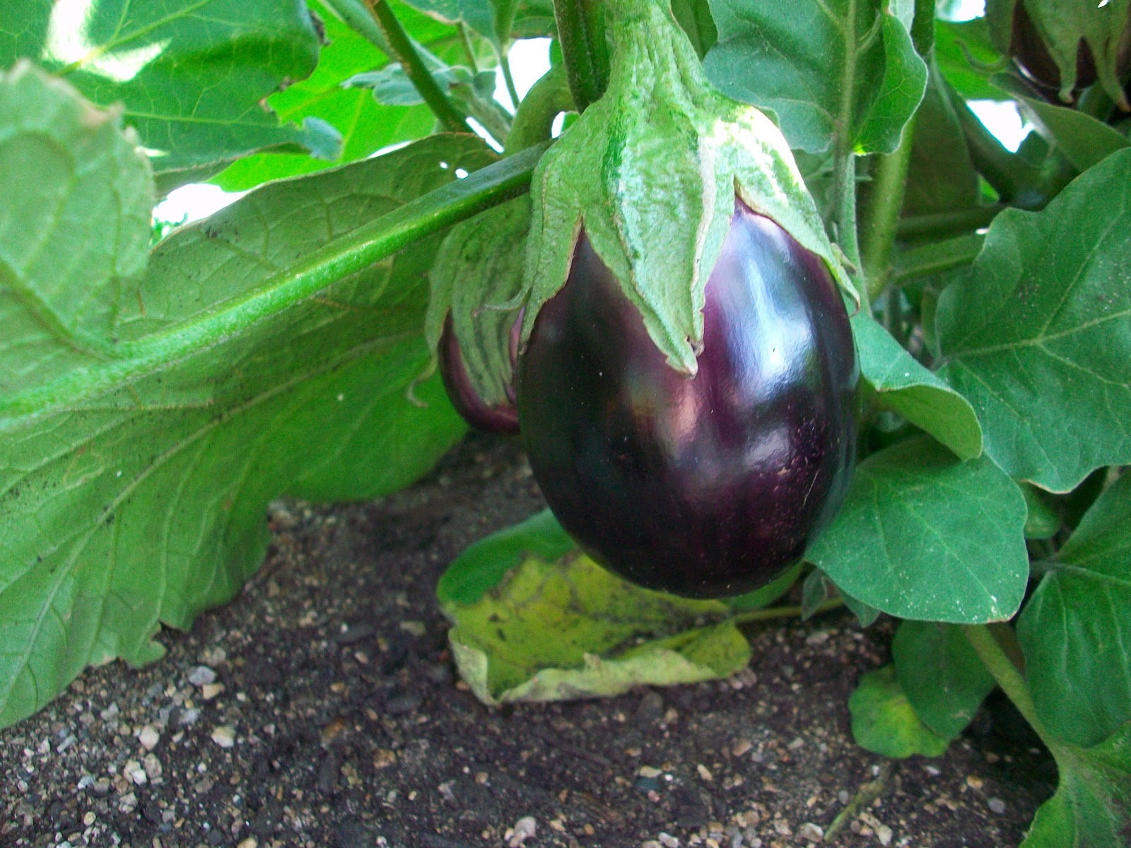 Edible Skyline A Rooftop Revolution in Milwaukee How to turn eggplant