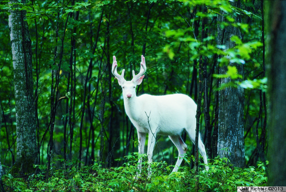 White Wolf : The Albino deer herd in Northern Wisconsin is quite magical to  witness (Video)
