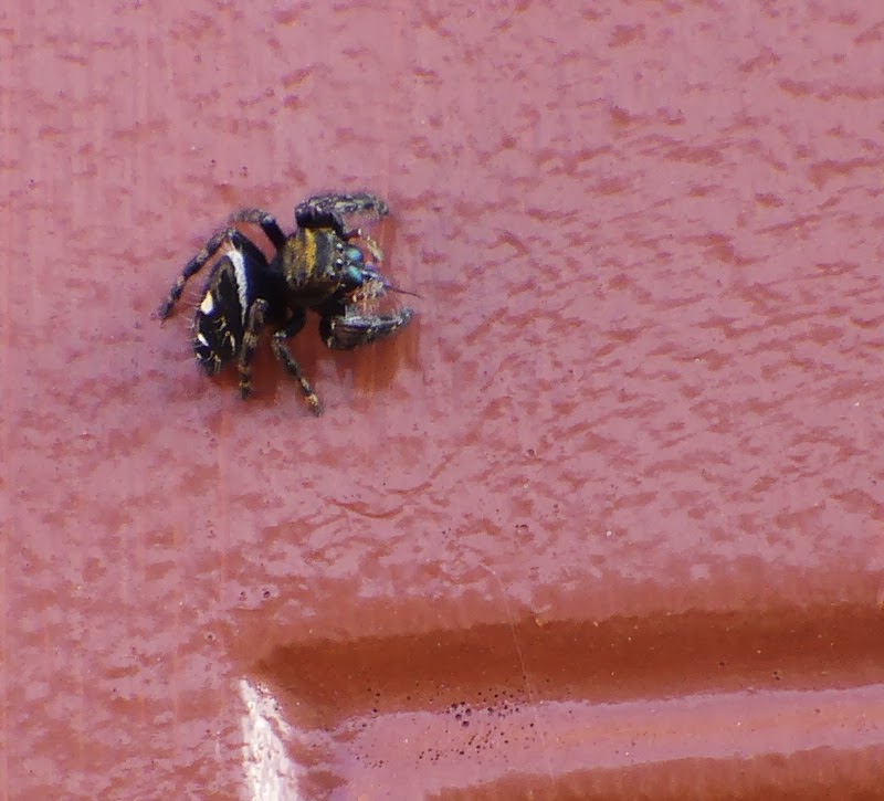 Jumping Spider Jumping Spider