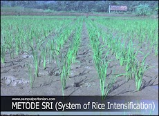 10 PRINSIP DASAR pola tanam SRI (System of Rice Intensification)