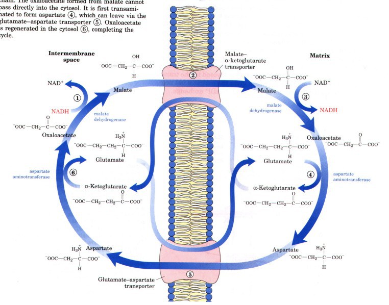 Mitochondrial Shuttles and Transporters Rose Hulman - malate aspartate shuttle