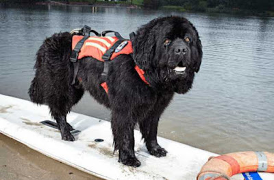 El perro rescatista El perro rescatista