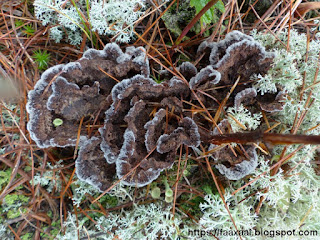 Théléphore terrestre - Thelephora terrestris Théléphore terrestre - Thelephora terrestris