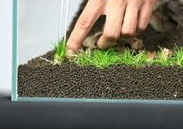 Cara Menanam Dan Merawat Hairgrass Pada Aquascape Media Digital