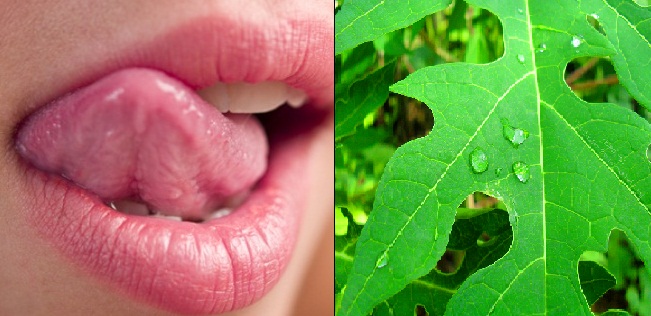 Rasa Pahit Pepaya 5 Tips Mudah Hilangkan Rasa Pahit Daun Pepaya