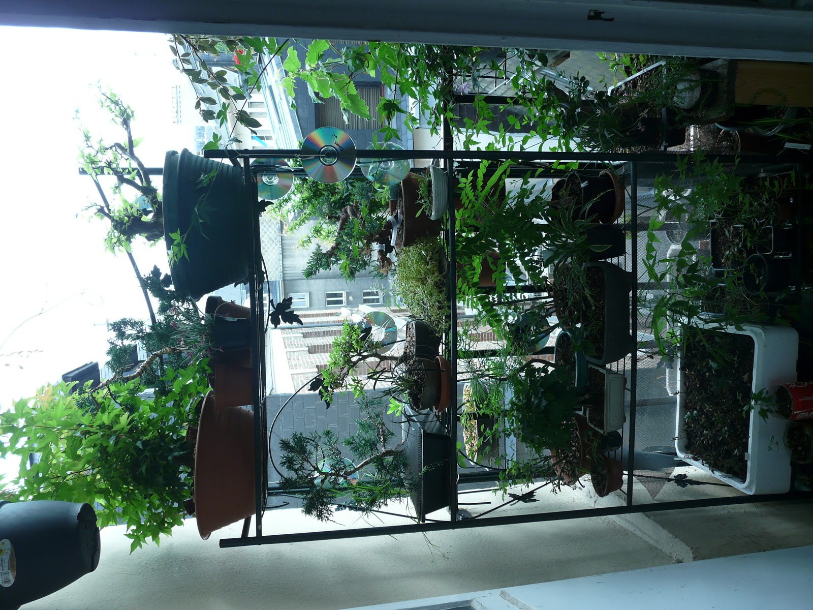 Bonsaï in Rouaname JapanTown