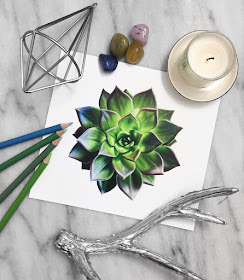 12-Succulent-Plant-Safanah-Eclectic-Mixture-of-Realistic-Drawings-www-designstack-co