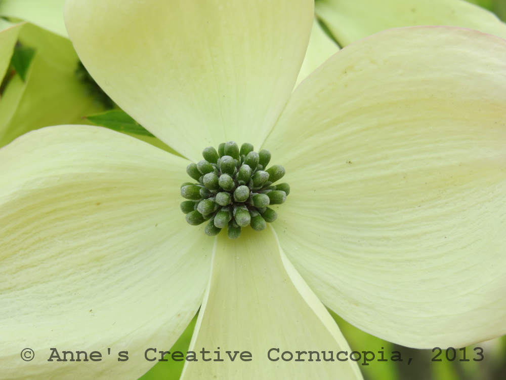 Anne's Creative Cornucopia Cream Dogwood Flower Photograph
