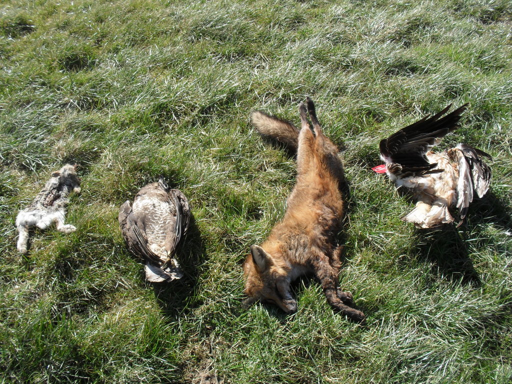 nibirds Appeal for information following Red Kite deaths