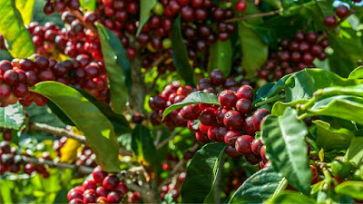 penjelasan tentang ciri - ciri pohon kopi