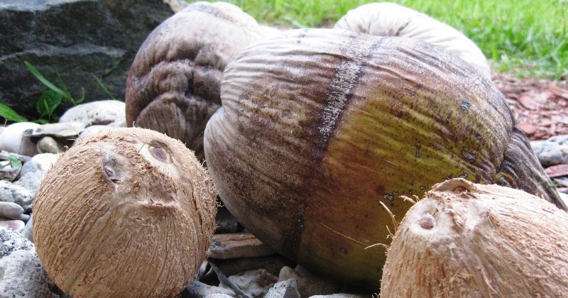 Life Colloquy: How to Remove Coconut Husk