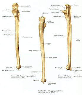 Anatomi os Ulna