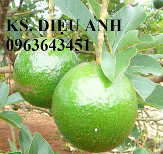 Cung cấp cây giống bơ: Bơ sáp, Bơ booth7, Bơ 034, bơ trái dài năng suất cao, giá tốt, giao toàn quốc Cung cấp cây giống bơ: Bơ sáp, Bơ booth7, Bơ 034, bơ trái dài năng suất cao, giá tốt, giao toàn quốc