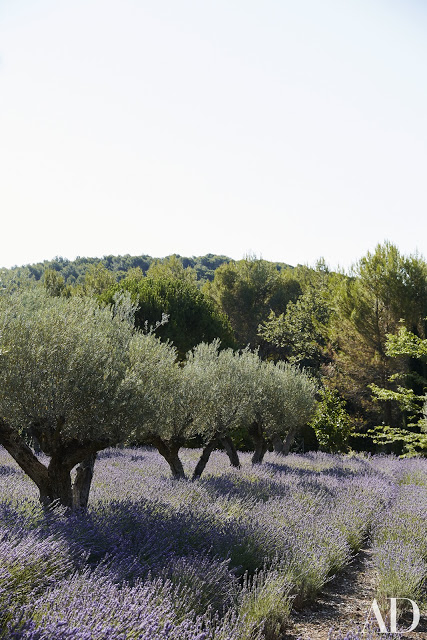Olive trees underplanted with lavender on French country estate of Frederic Fekkai seen on Hello Lovely. #lavender #olivetrees #provence