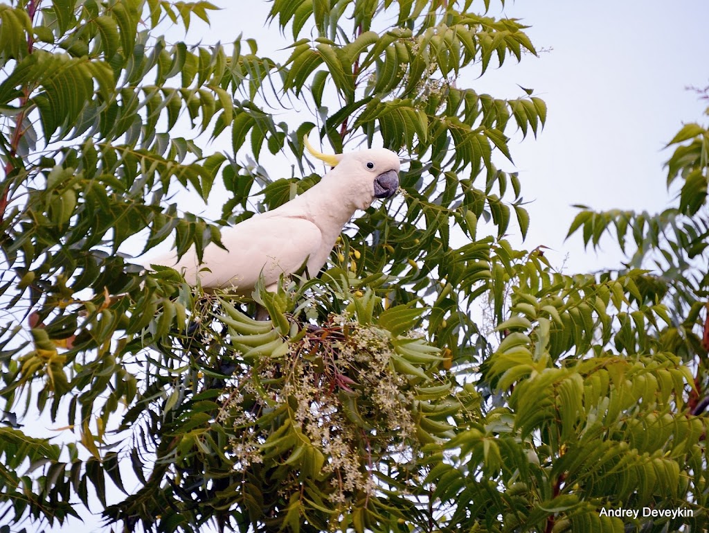 Какаду (Cockatoo)