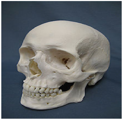 بحث حول الجمجمة : Skull
