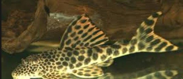 Info Seputar Ikan Rio Negro Plecostomus yang Unik dan Cantik