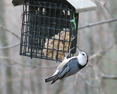 White-breasted Nuthatch, Sitta carolinensis 1