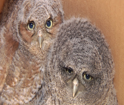 Eastern Screech Owl - Baby Owlets