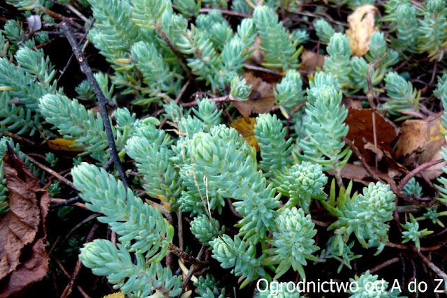 Rozchodnik ościsty Rozchodnik ościsty