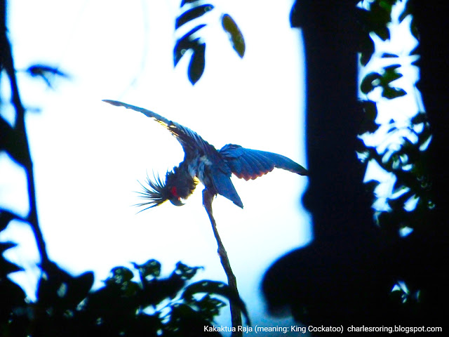 Birding in rainforest of West Papua