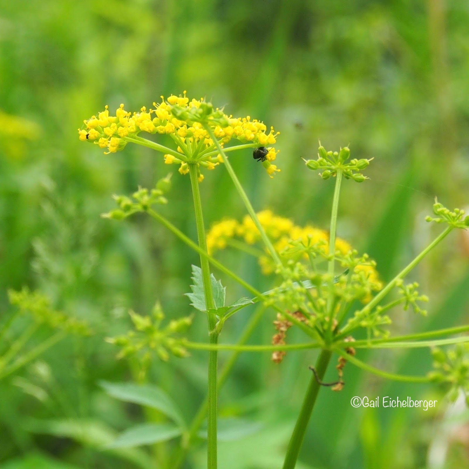 clay and limestone: wildflower wednesday: golden alexander clay and limestone: wildflower wednesday: golden alexander