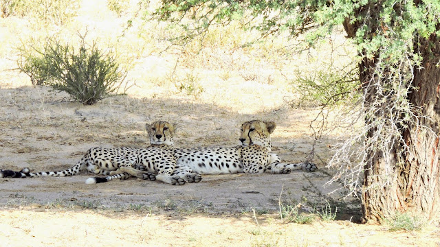 Resting Cheetahs in the Kgalagadi Transfrontier Park