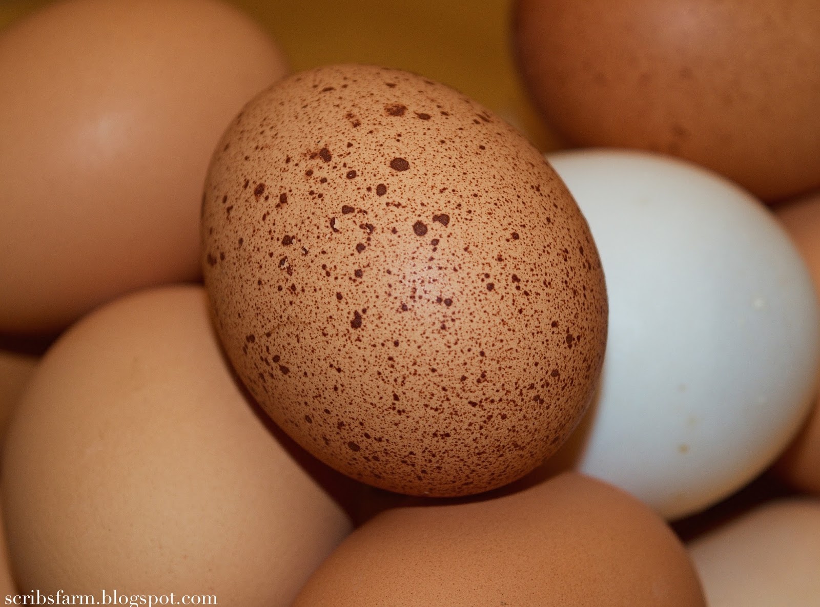 Scribs farm Cost per dozen September.