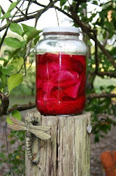Gallon glass jar/Prickly pear "Tunas"