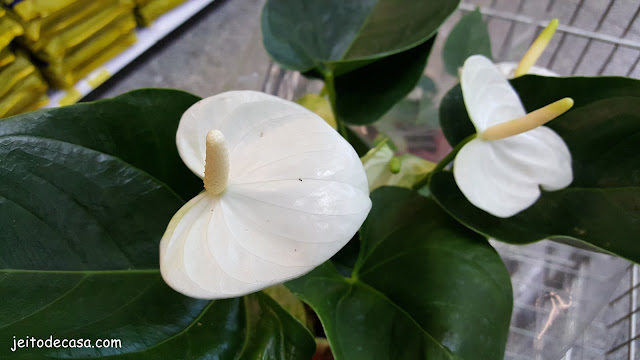 planta-anturio-branco