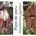 Trepadeira papo-de-peru (Aristolochia gigantea)