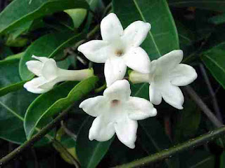 Στεφανωτή - γιασεμί Μαδαγασκάρης (Stephanotis floribunda) Στεφανωτή - γιασεμί Μαδαγασκάρης (Stephanotis floribunda)
