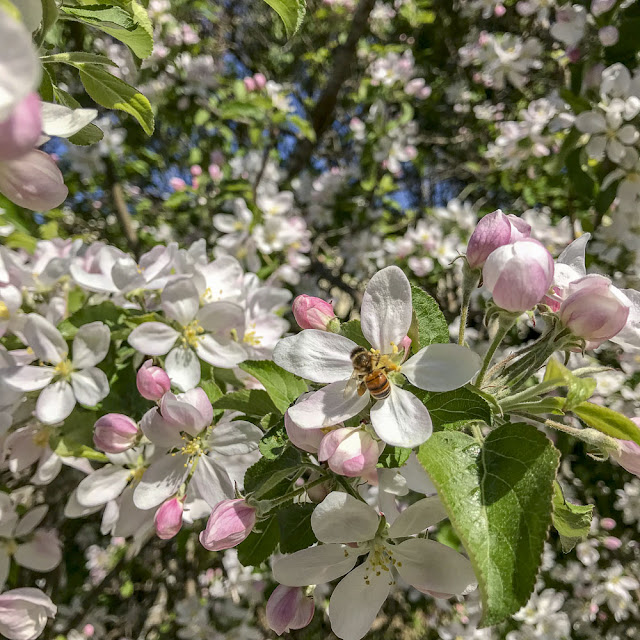 äppelträd, äppelblom äppelträd, äppelblom
