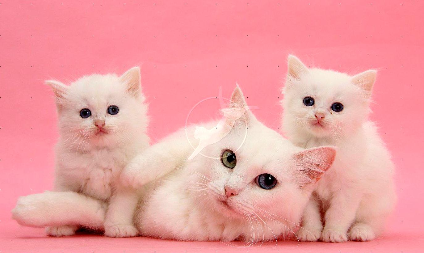 Contoh Pola Gambar Kucing Comel Dan - IMAGESEE