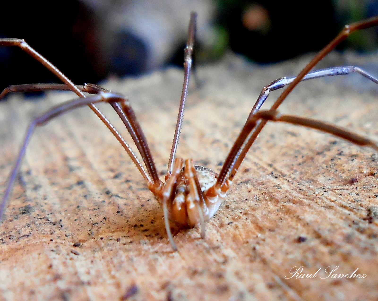 Naturaleza Viva : Opiliones ,Arañas - ( Murgaños o Segadores )