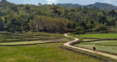 sawah di wanokaka sawah di wanokaka