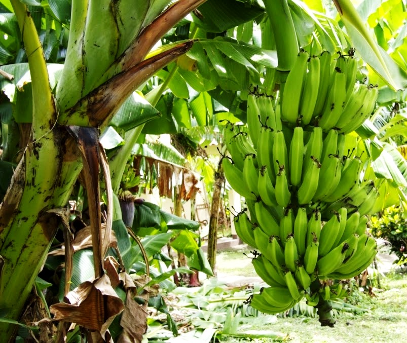 Банан это трава фрукт овощ или ягода. Банановая Пальма в Африке. Банановая Пальма плодоношение. Банановое дерево в Южной Америке. Банановые деревья Бразилии.