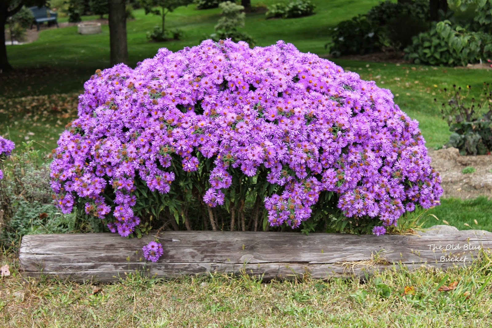 The Old Blue Bucket: Fall Asters