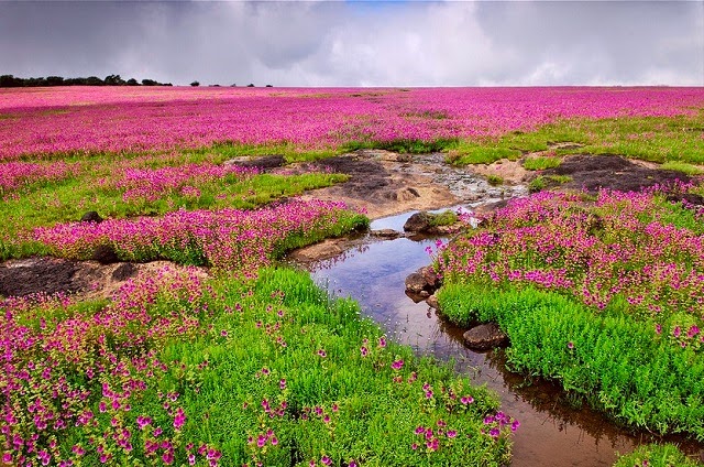 Kaas Plateau - Valley of the Flowers