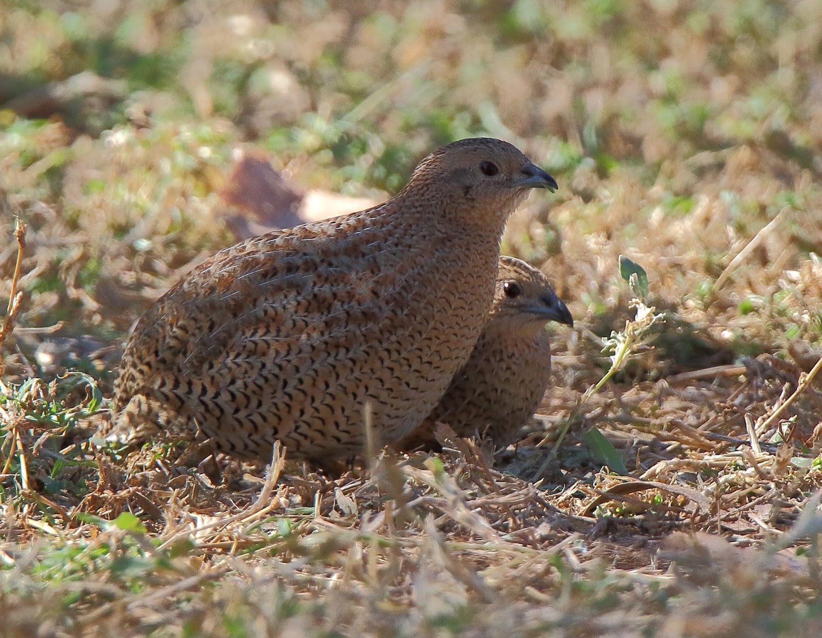 Richard Waring's Birds of Australia: Brown Quails come out for a feed