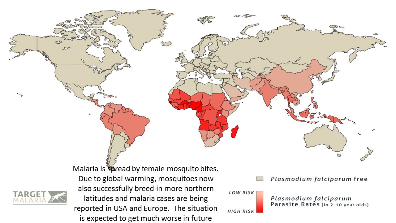 Уровень паразитемии при тропической малярии неблагоприятный